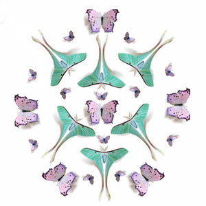 'Hyacinth' Paper Moth Multi-Pack