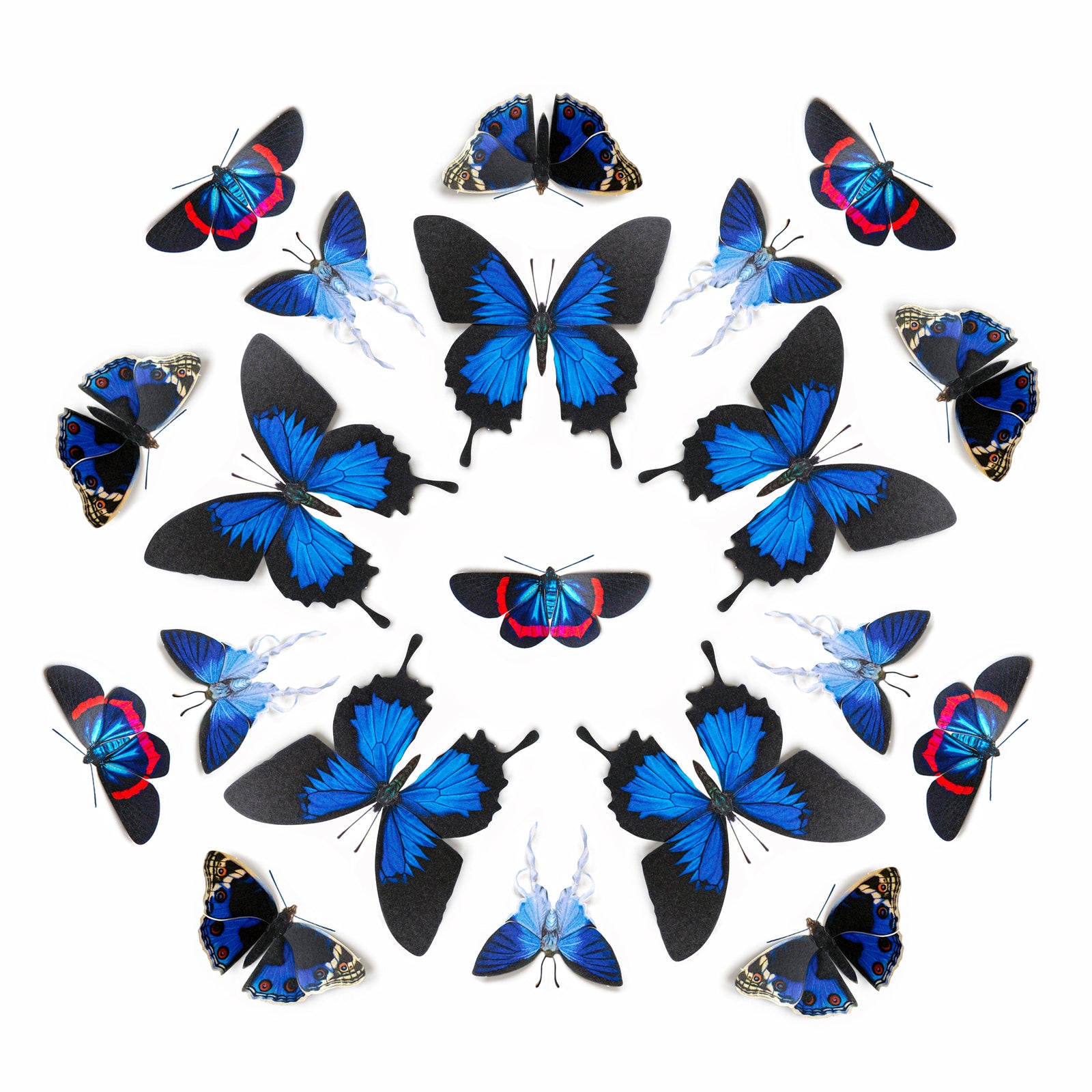 💫New!💫 'IOLITE' Paper Butterfly Multi-Pack