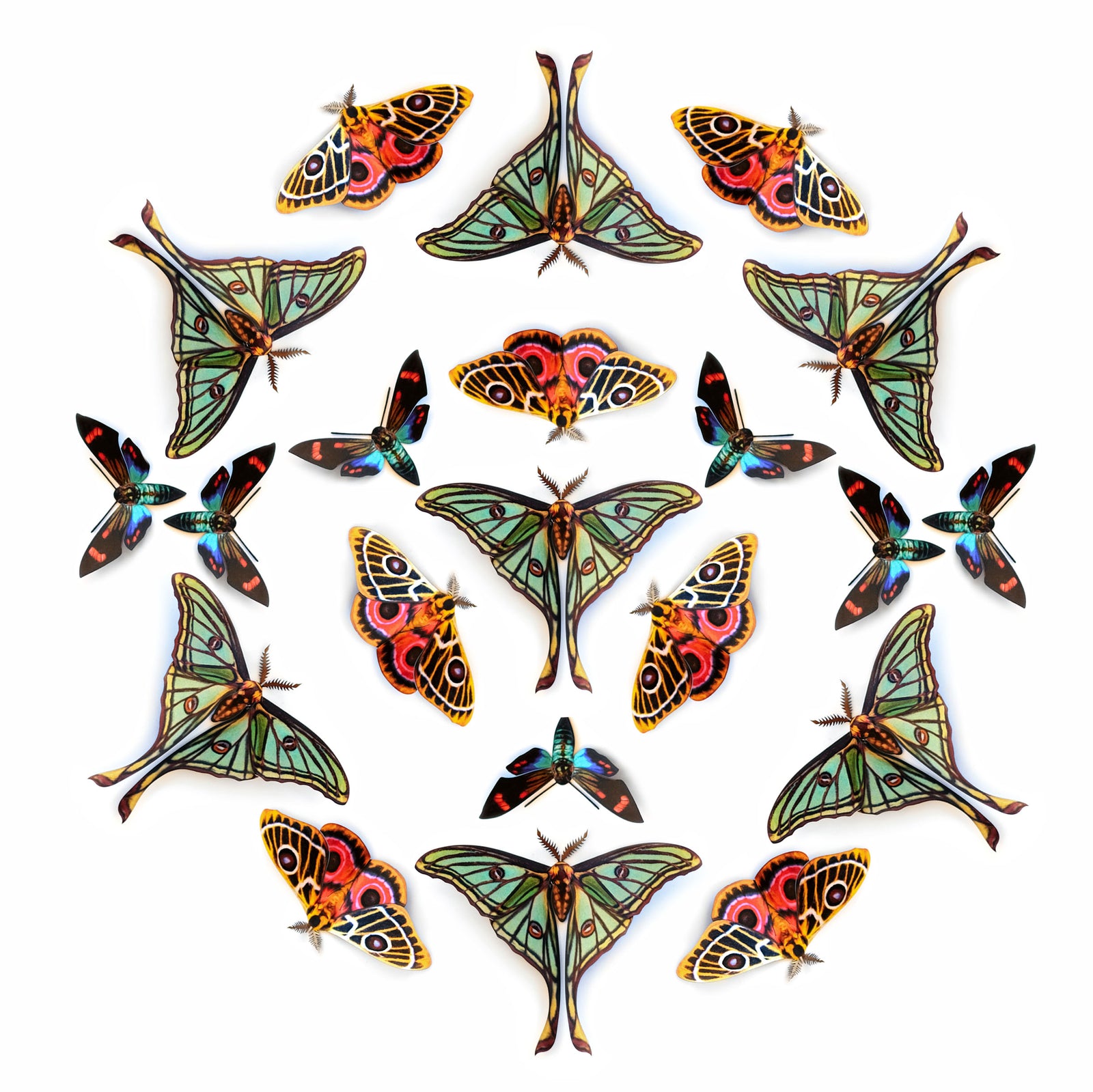 💫New!💫 ’Jade' Spanish Moon Moth Multi-Pack