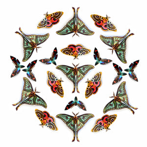 ’Jade' Spanish Moon Moth Multi-Pack