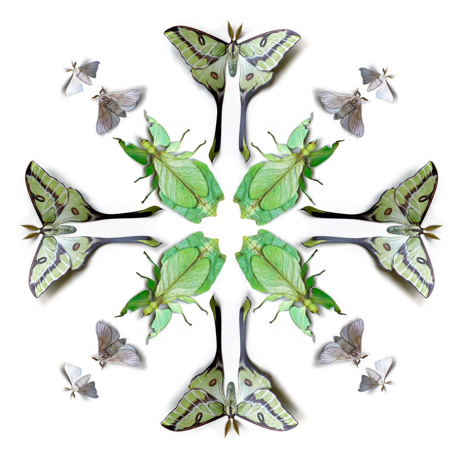 💫New!💫 ‘Leaf’ Besanti Moth and Leaf Insect Multi-Pack