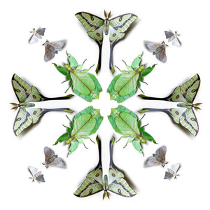 ‘Leaf’ Besanti Moth and Leaf Insect Multi-Pack