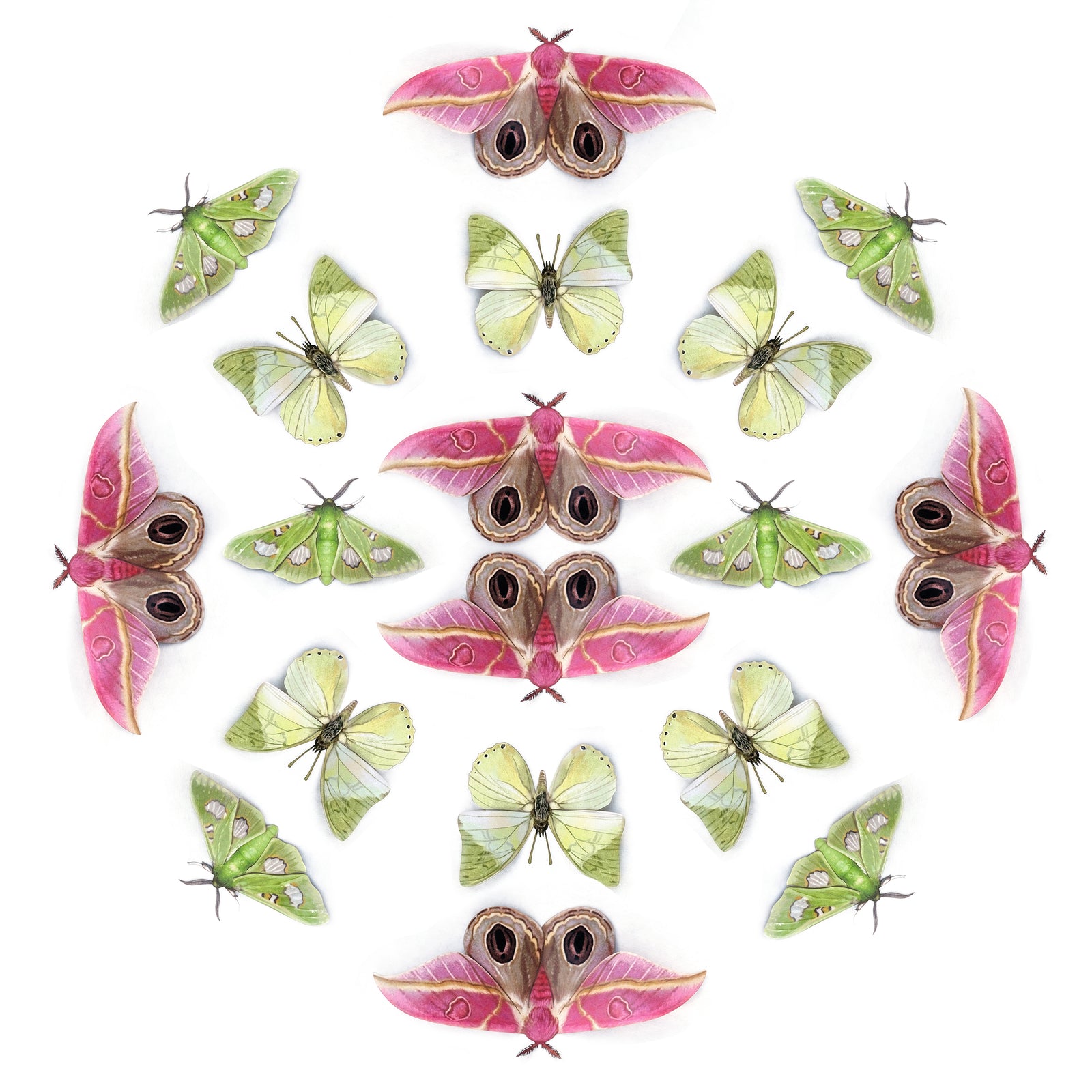💫New!💫 'Limelight' Multi-Pack