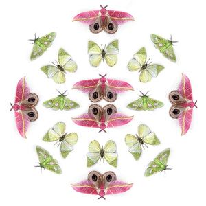 'Limelight' Multi-Pack