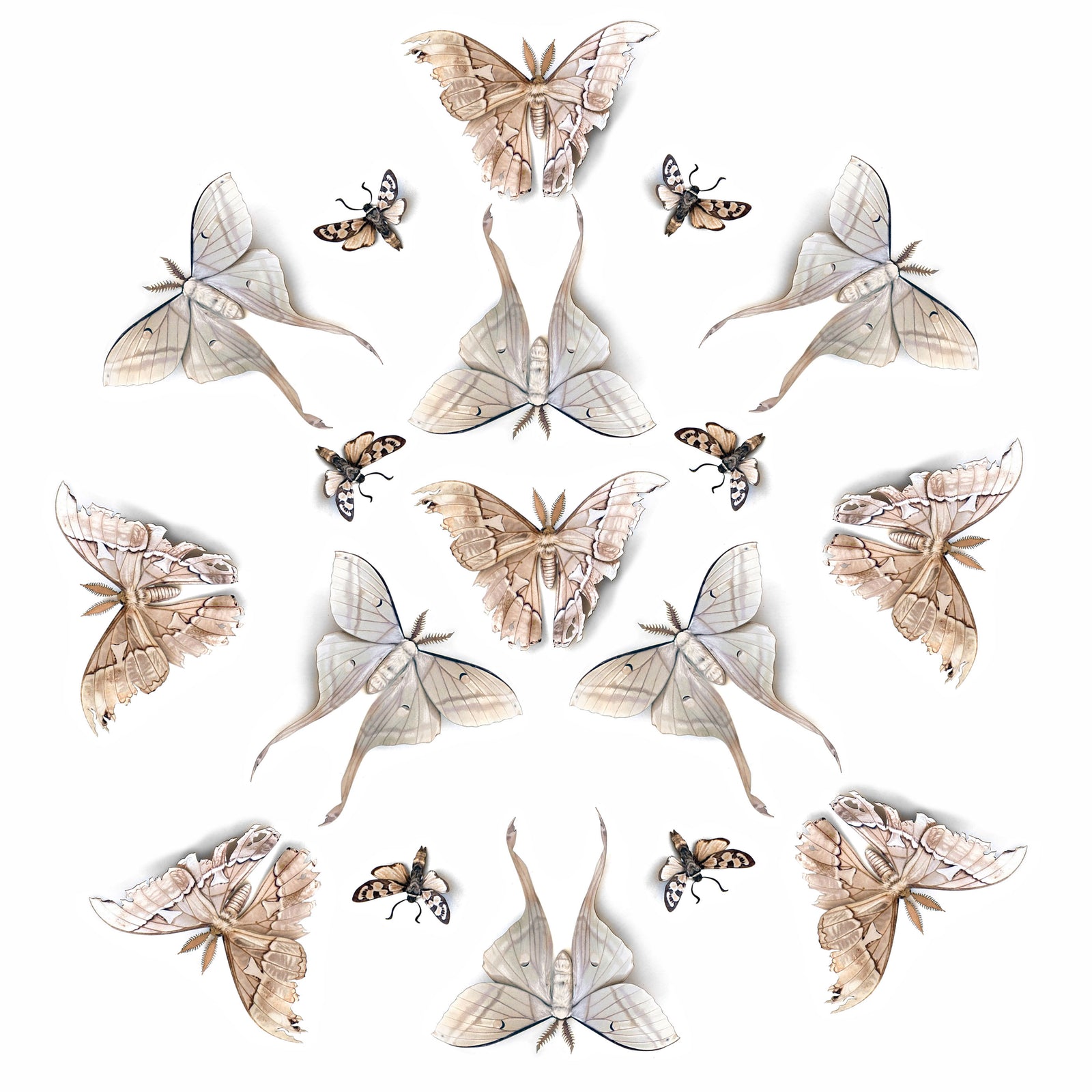 💫New!💫 'Lore' Paper Moth Multi-Pack