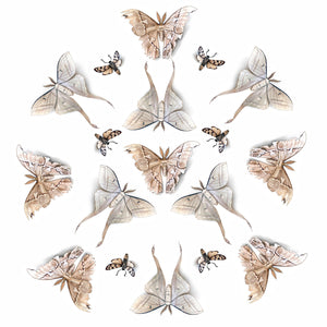 'Lore' Paper Moth Multi-Pack