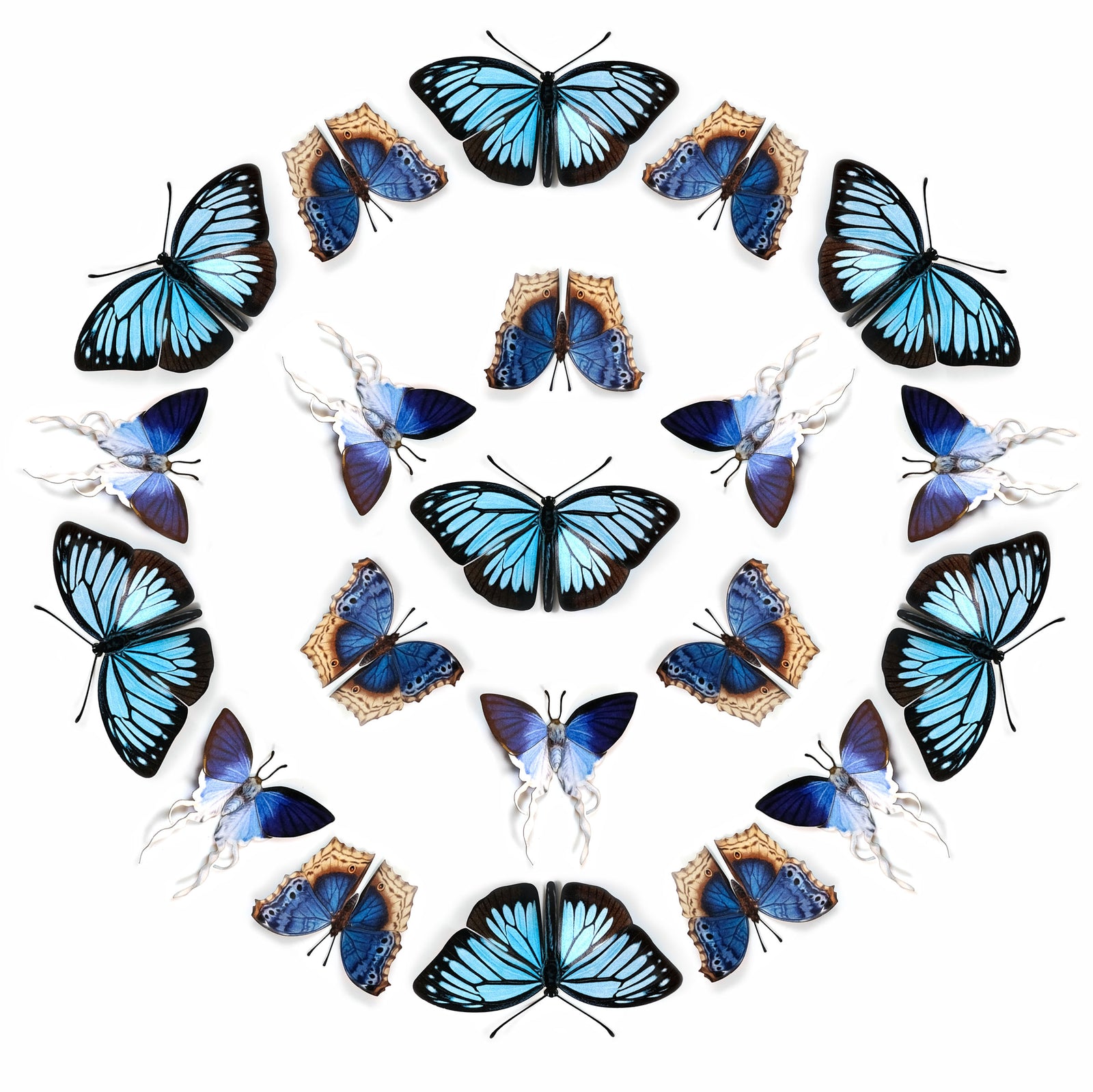 💫New!💫 'Lupine' Paper Butterfly Multi-Pack
