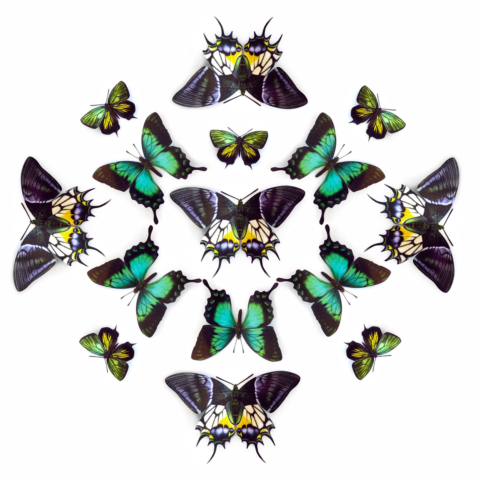 💫New!💫 'Malachite' Paper Butterfly Multi-Pack