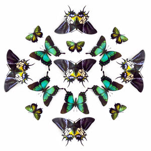'Malachite' Paper Butterfly Multi-Pack