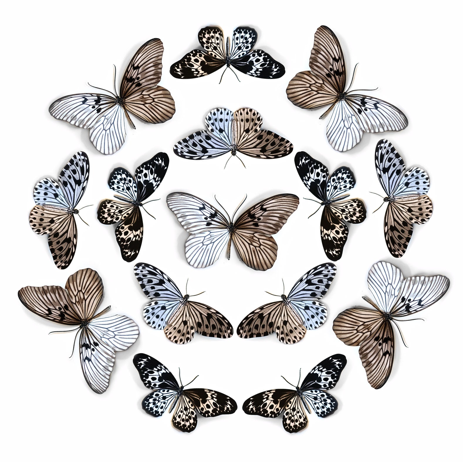 💫New!💫 'Marble' Paper Butterfly Multi-Pack
