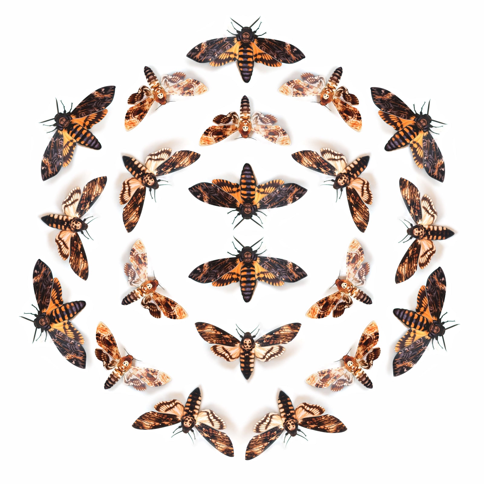 💫New!💫 'Memento Mori' Paper Moth Multi-Pack