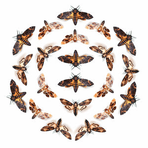 'Memento Mori' Paper Moth Multi-Pack