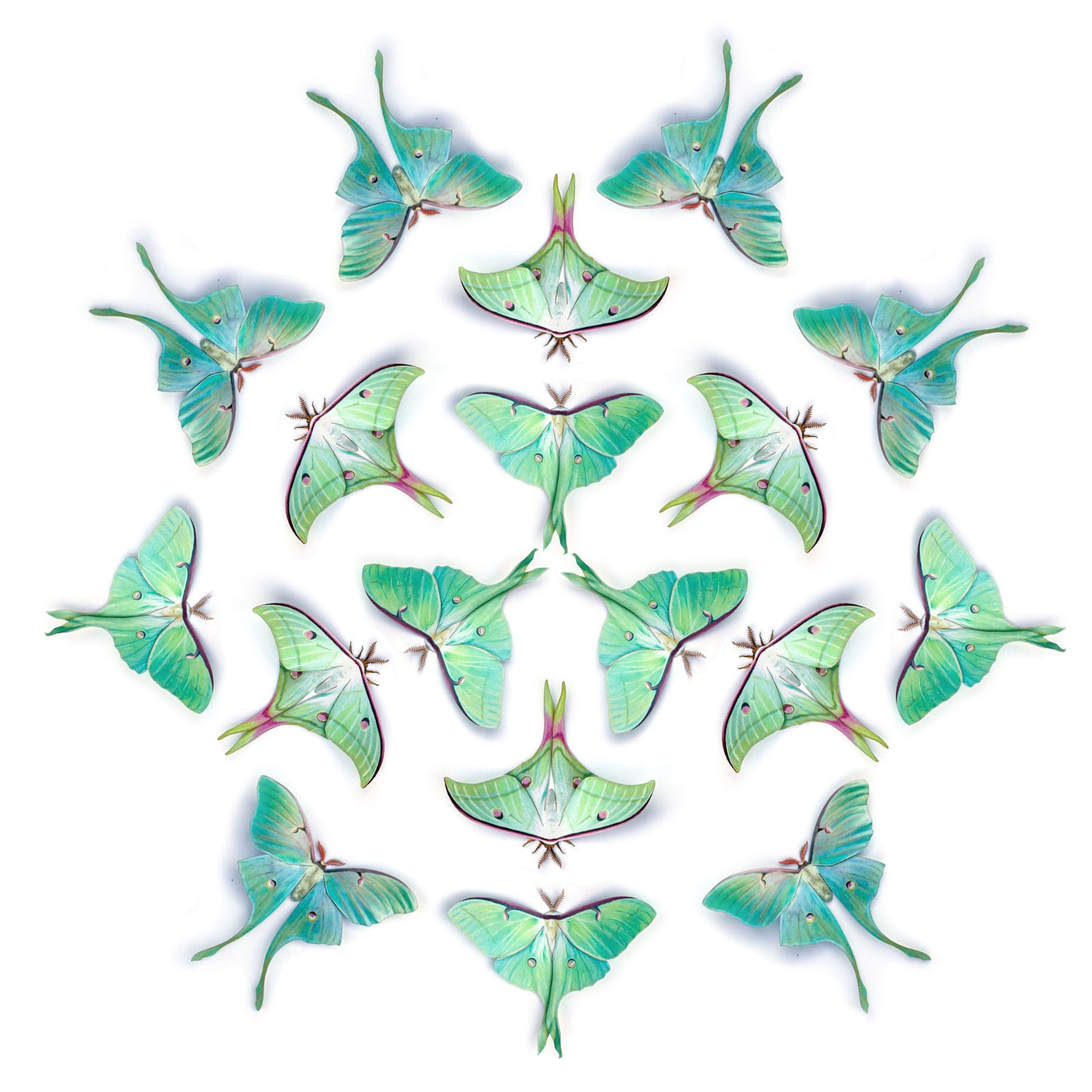 💫New!💫 ‘Moonwake’ Paper Luna Moth Multi-Pack