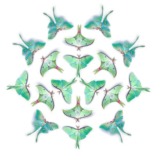 ‘Moonwake’ Paper Luna Moth Multi-Pack