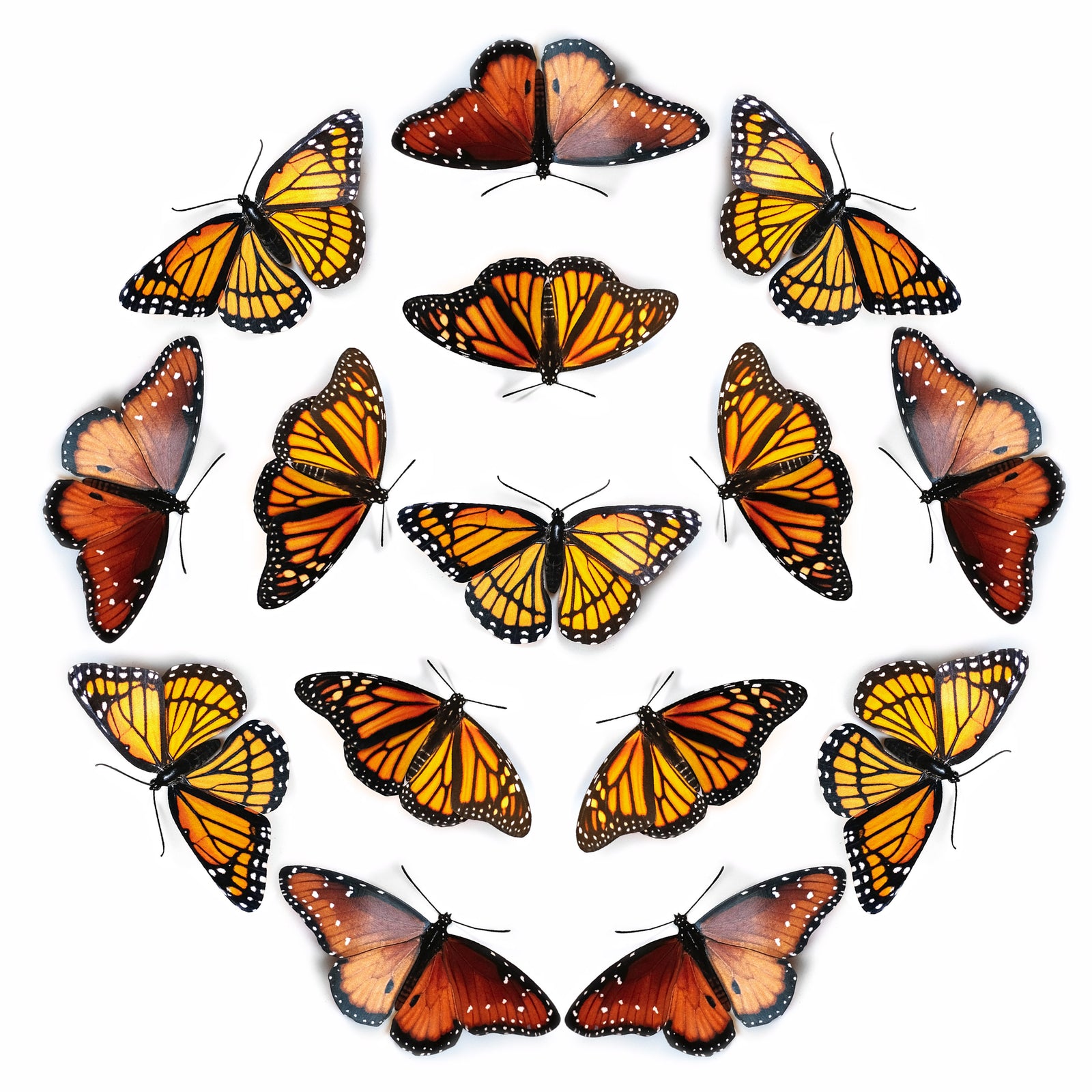 💫New!💫 'Pollinator’ Monarch Butterfly Multi-Pack