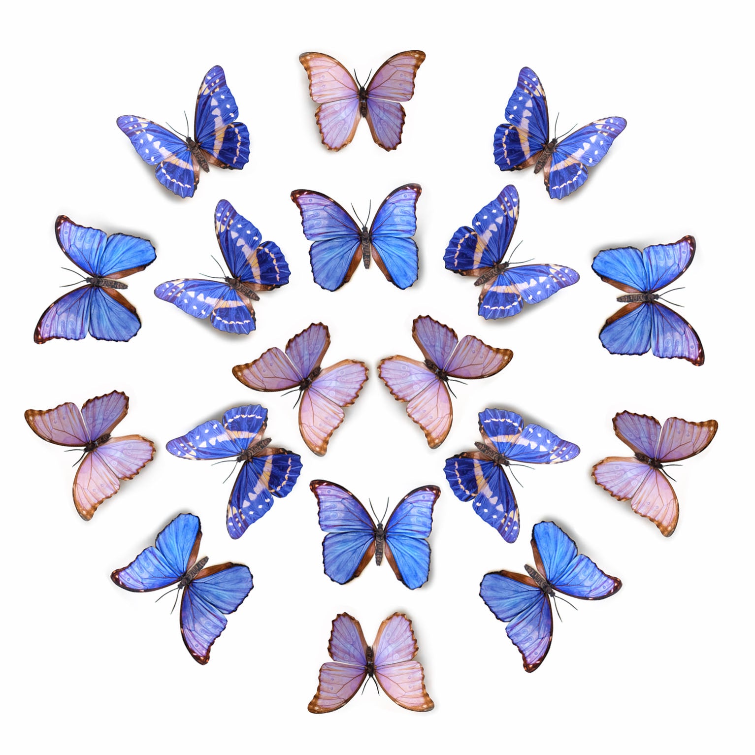 💫New!💫 'Reverie' Morpho Butterfly Multi-Pack
