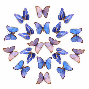 'Reverie' Morpho Butterfly Multi-Pack