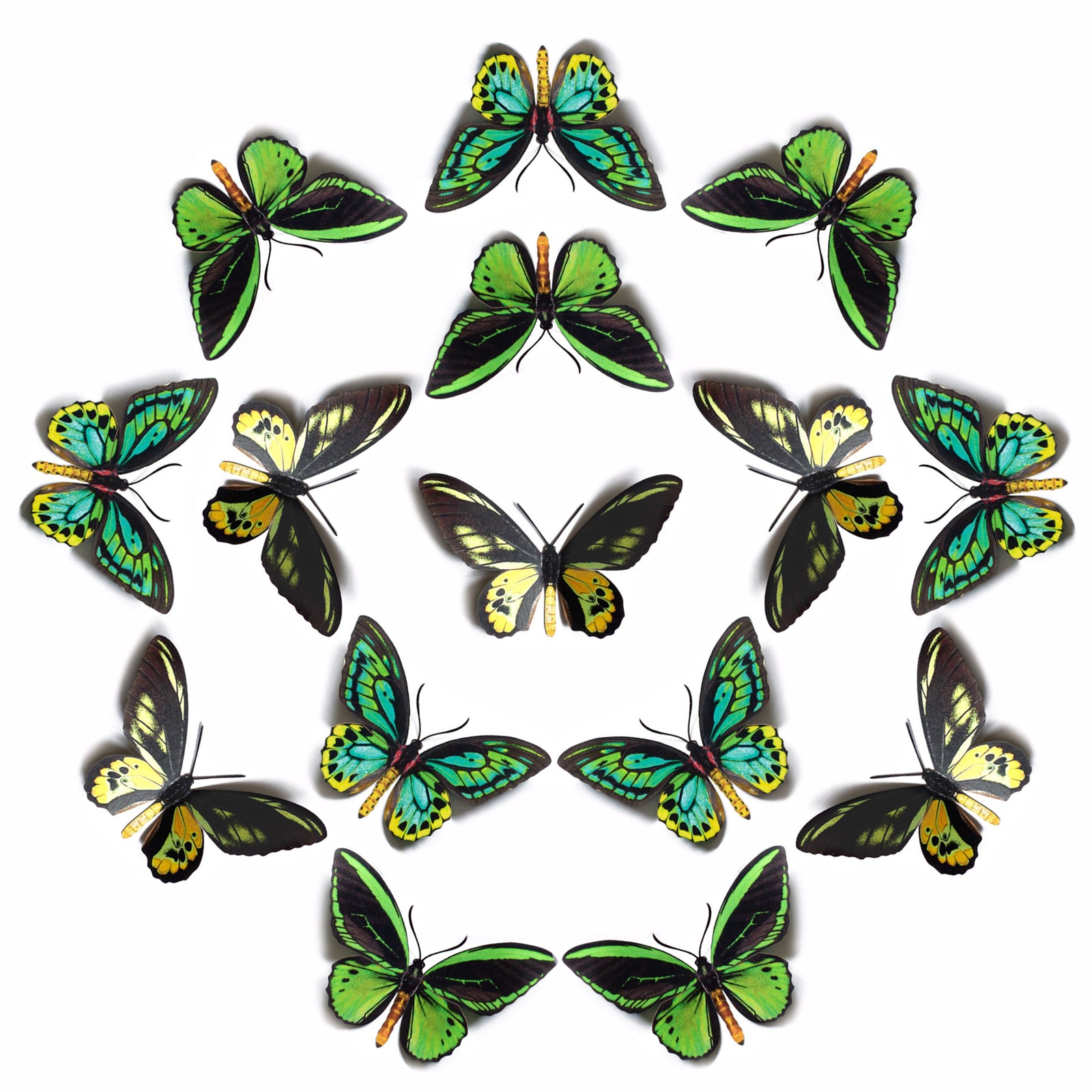 💫New!💫 'Skyward' Birdwing Butterfly Multi-Pack