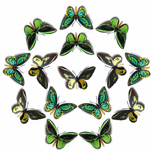 'Skyward' Birdwing Butterfly Multi-Pack