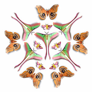 ‘Summer’ Chinese Moon Moth Multi-Pack
