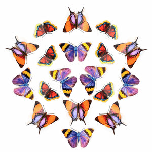 'Sunrise' Paper Butterfly Multi-Pack