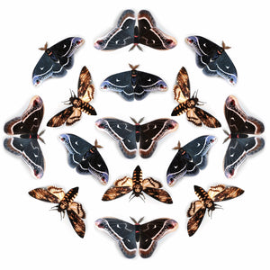 ‘Winter’ Calleta Moth Multi-Pack