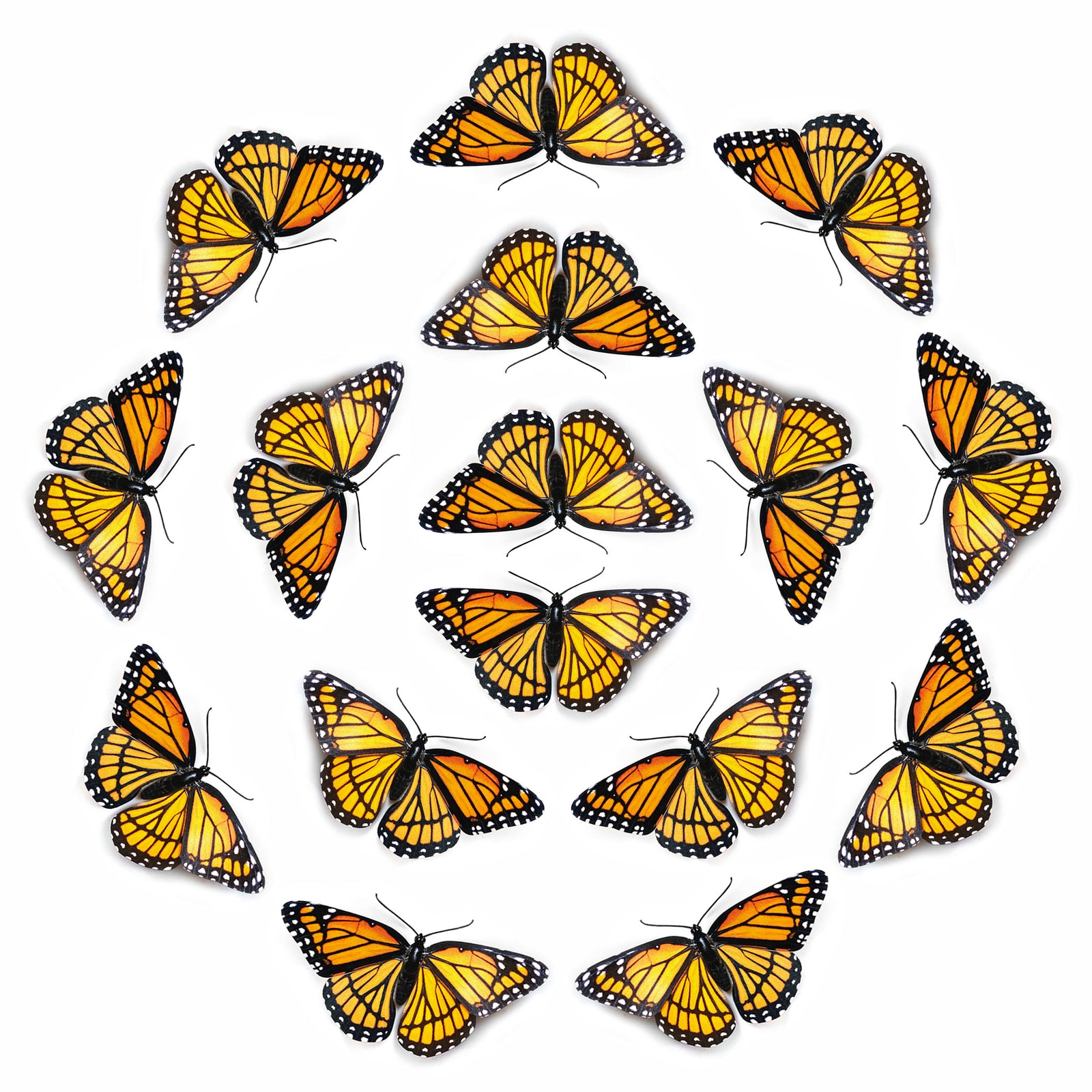 💫New!💫 'Viceroy' Butterfly Multi-Pack