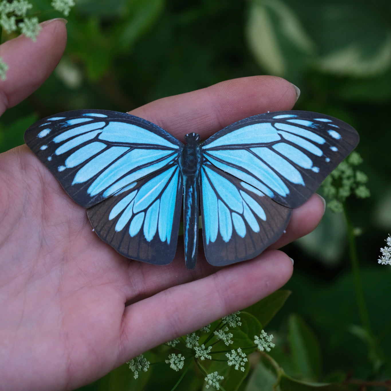 Wanderer Butterfly Multi-Pack - Moth & Myth