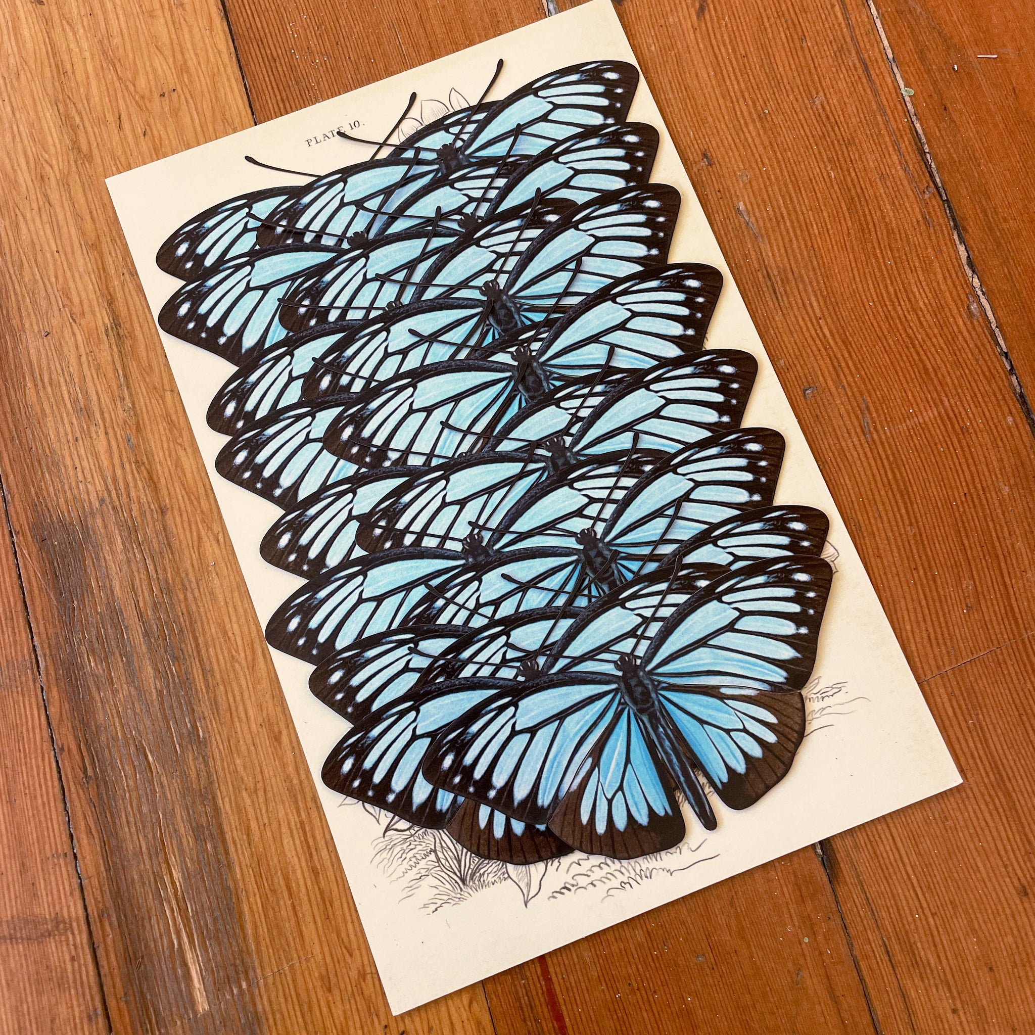 Wanderer Butterfly Multi-Pack - Moth & Myth