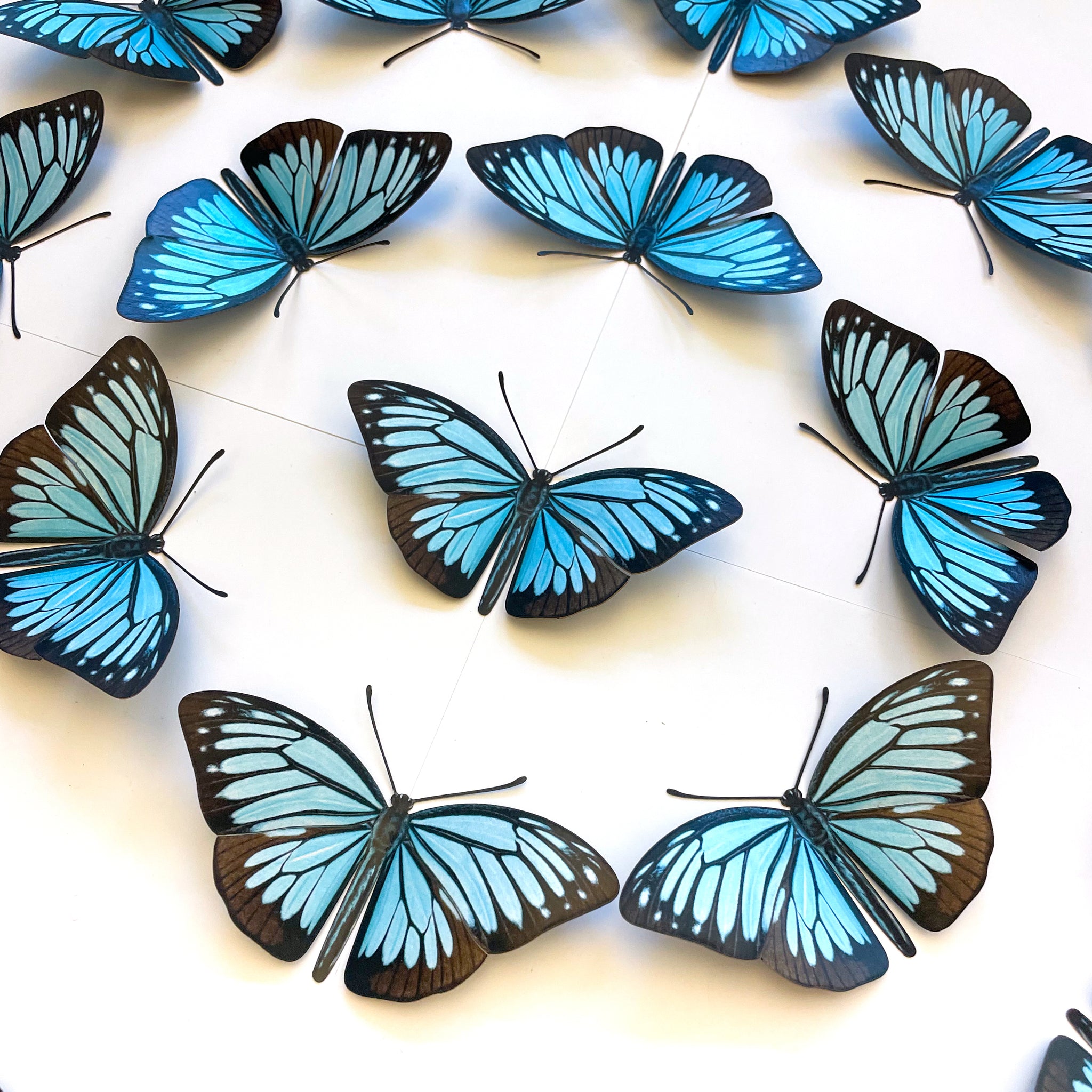 Wanderer Butterfly Multi-Pack - Moth & Myth