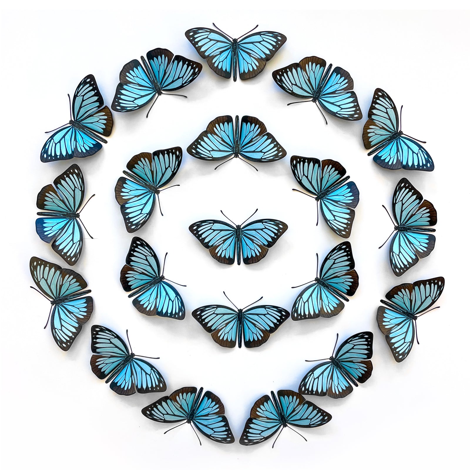 Wanderer Butterfly Multi-Pack