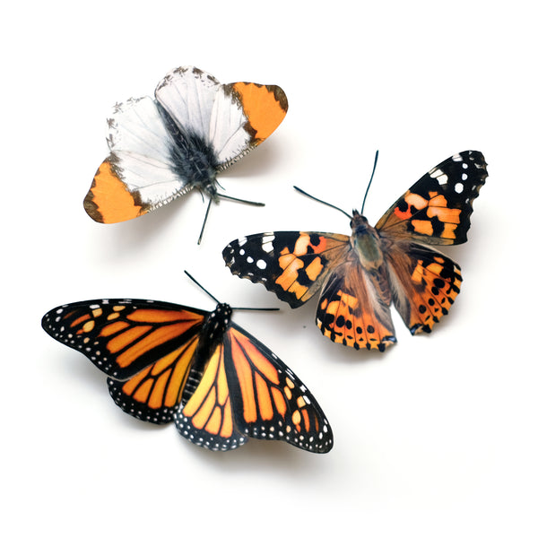 'Western US' Butterfly Set - Reseller Wholesale - Moth & Myth