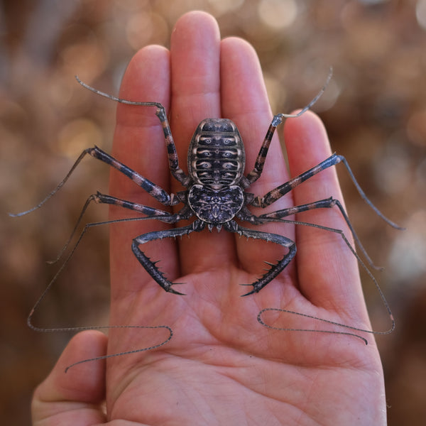 標本 Taiwan Dytiscoidae sp.37mm Tailless Whip Scorpion' specimen - Moth & Myth
