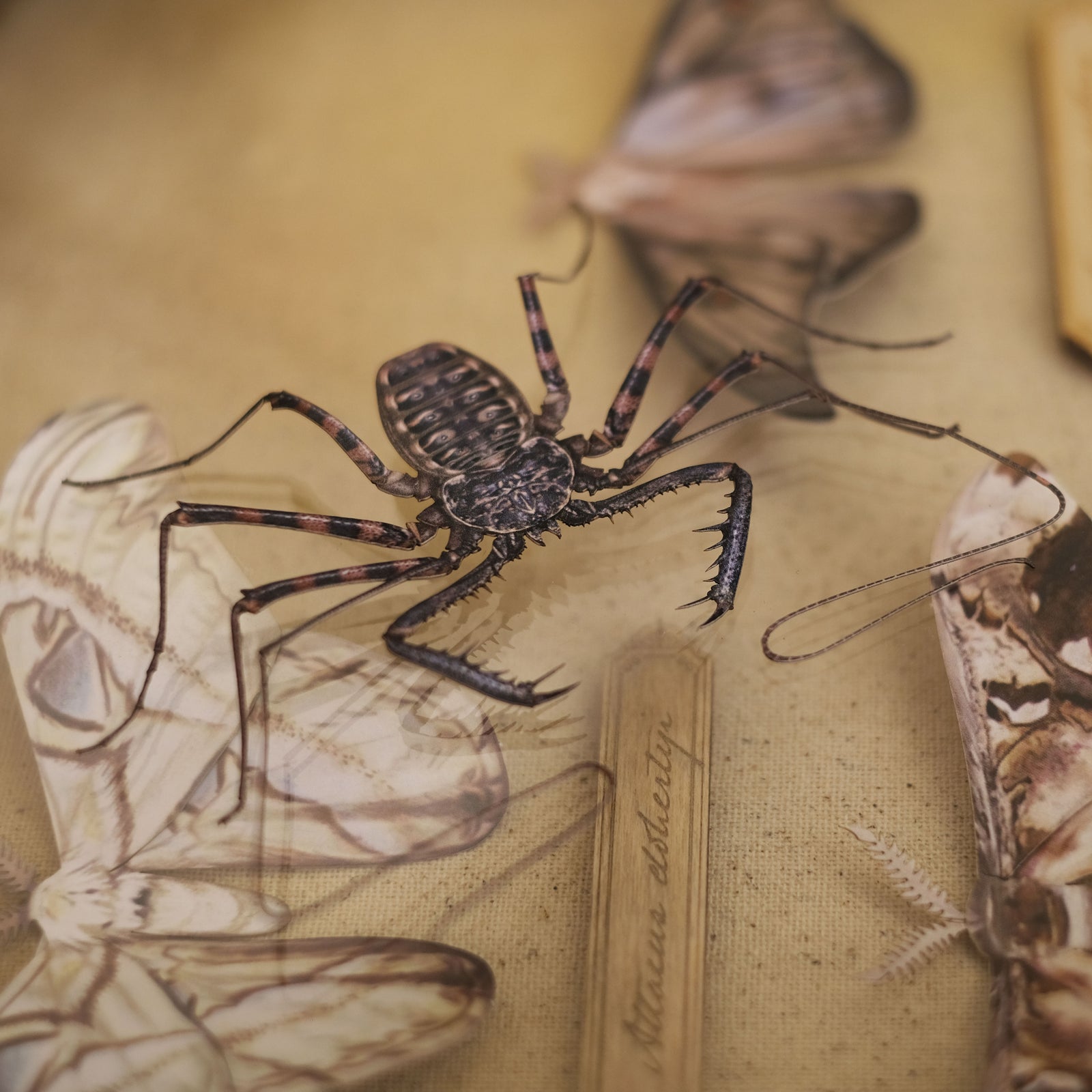 'Tailless Whip Scorpion' specimen