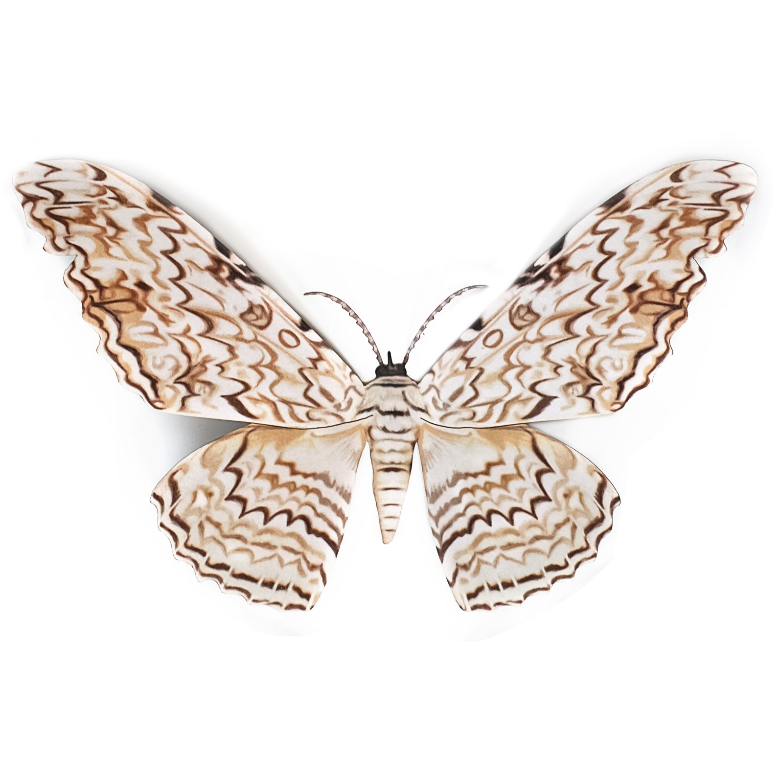 💫Halloween💫 'White Witch' Moth