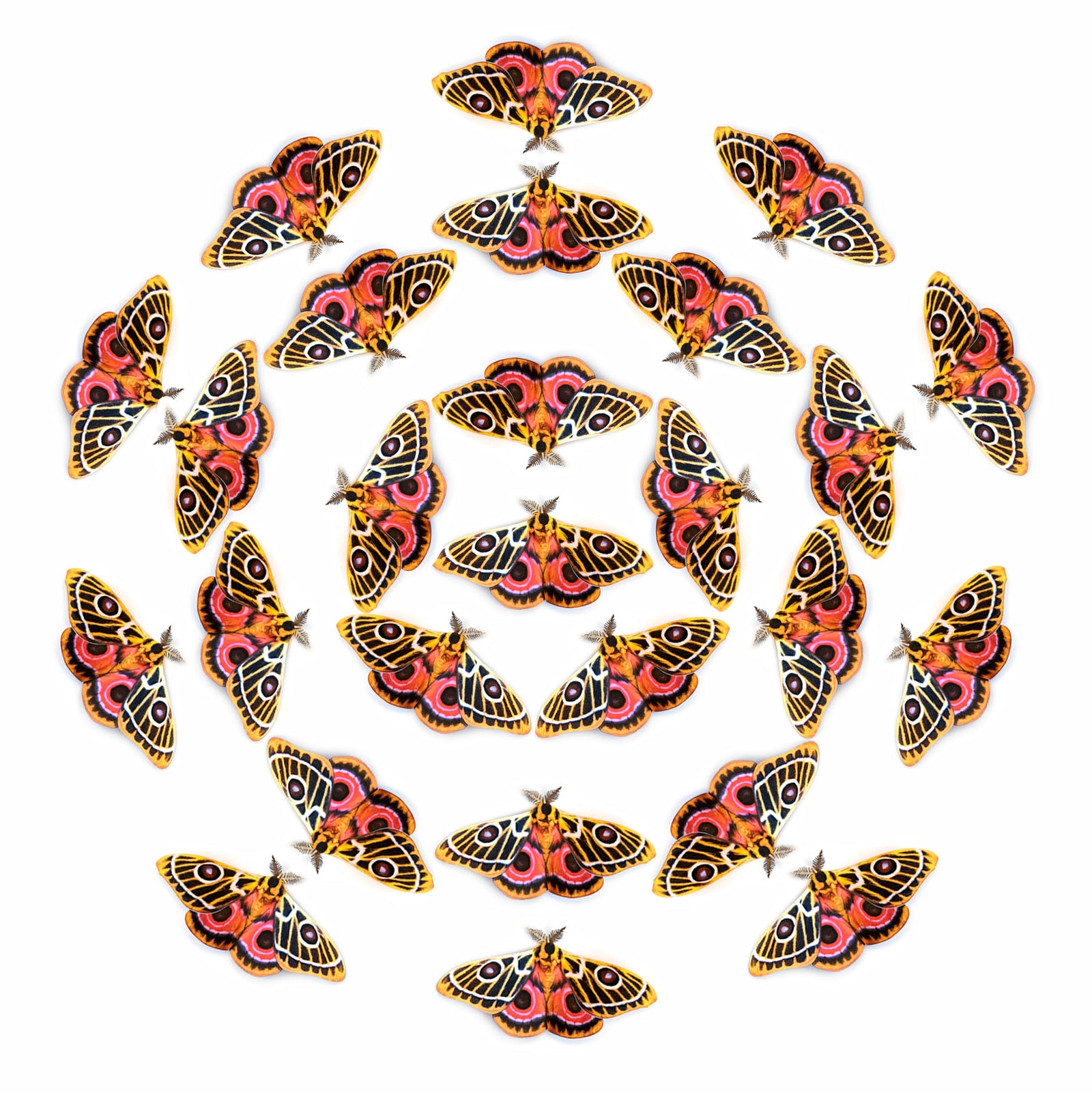 💫New!💫 'Zaddachs Emperor' Moth Multi-Pack