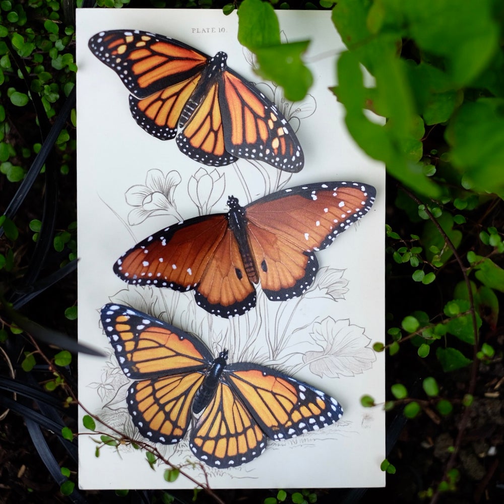 💫Give Back💫’ Pollinator’ Monarch Butterfly  Set
