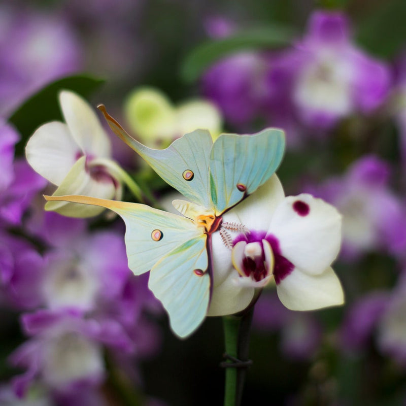 LUNA MOTH BLUE MORPHO BUTTERFLY READING BUNDLE visual data 7