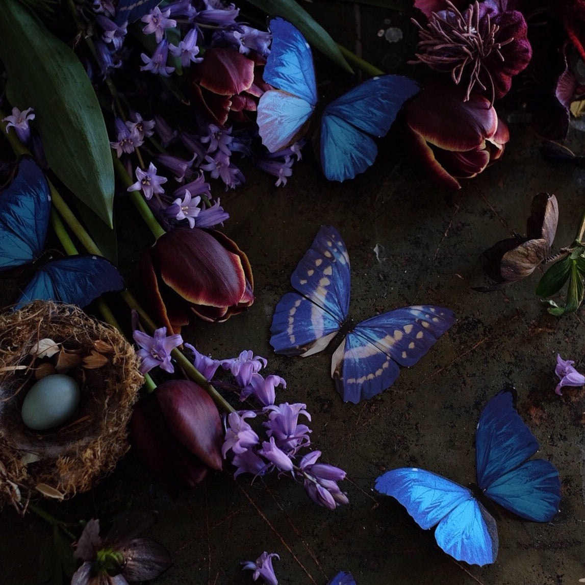 'Blue Morpho' Butterfly