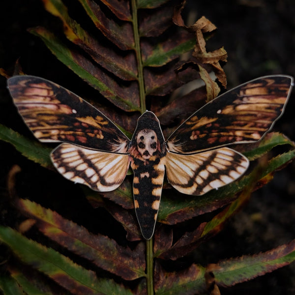 Paper Calleta Moth & Death's-Head Hawkmoth Set - Moth & Myth