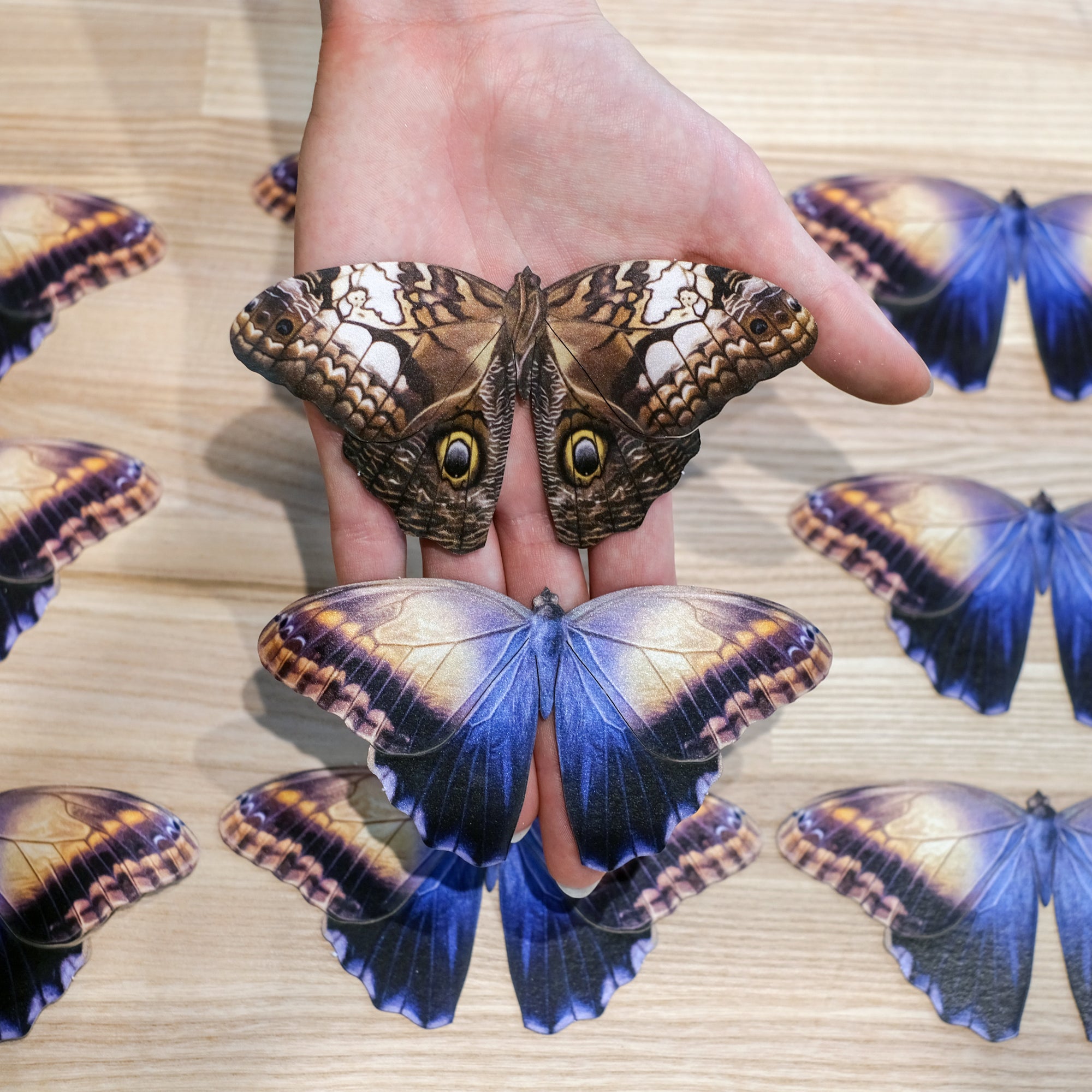 Blue Owl Butterfly Multi-Pack