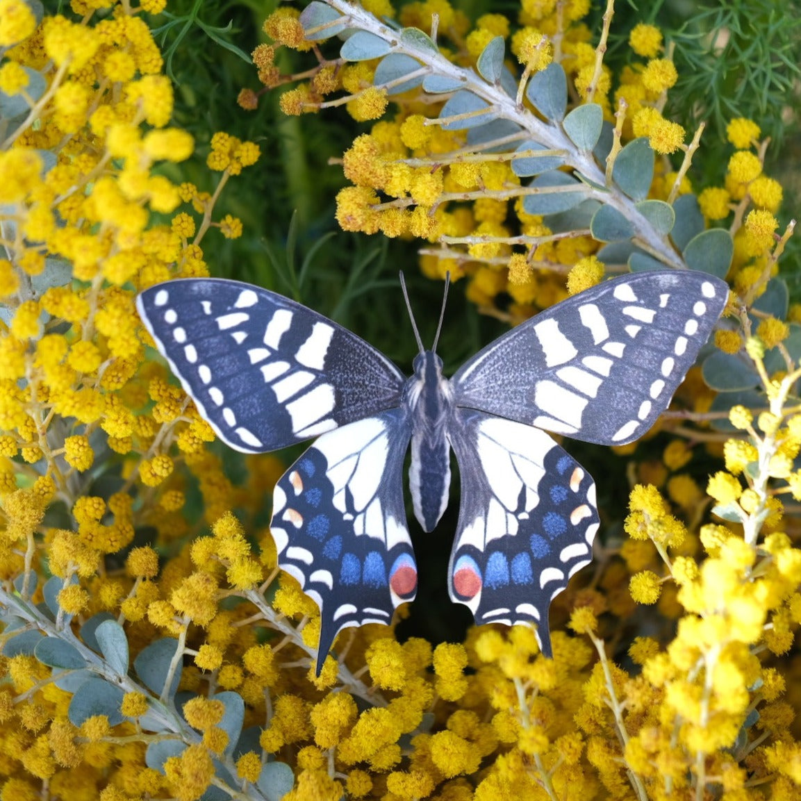 'Old World Swallowtail' Butterfly