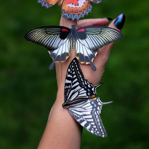 'Asian swallowtail' Butterfly