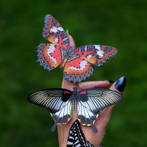 'Malay Lacewing' Butterfly
