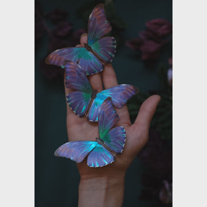 'Aurora' Morpho Butterfly Set