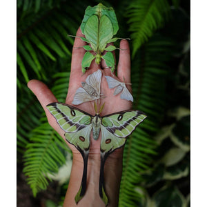 ‘Leaf’ Besanti Moth and Leaf Insect Set Artist Wholesale