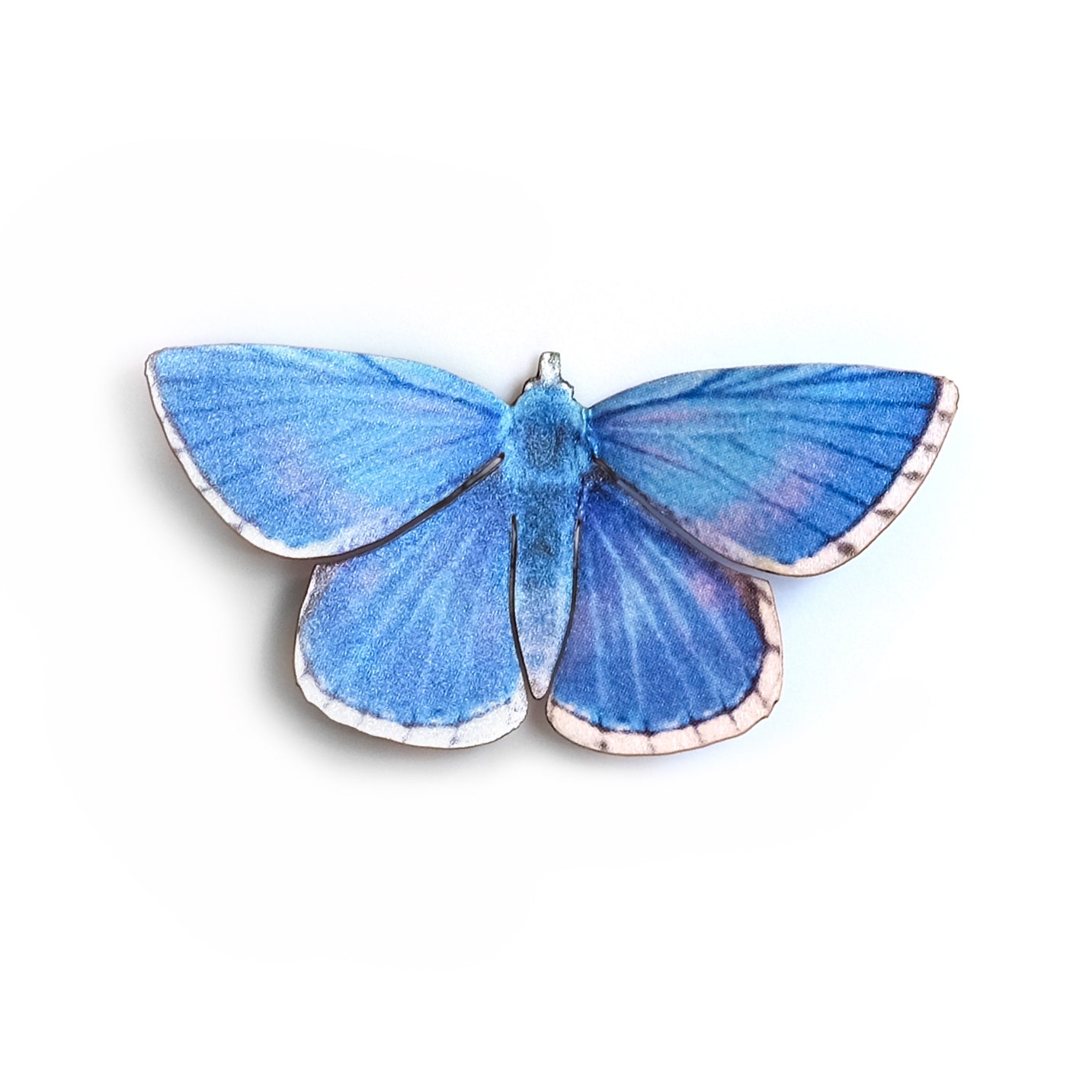 'Adonis Blue' Butterfly