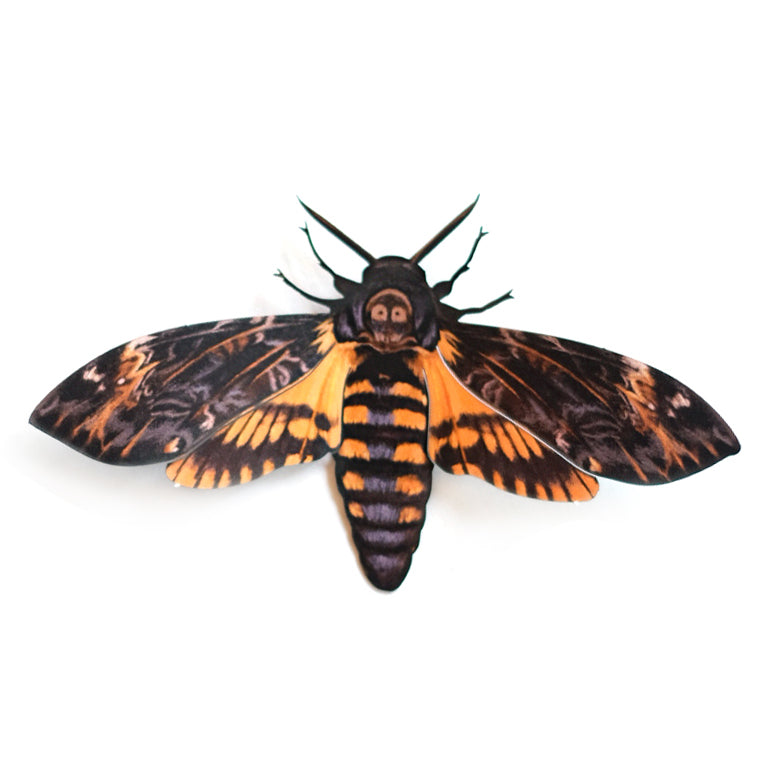 'African Death’s-Head' Hawkmoth
