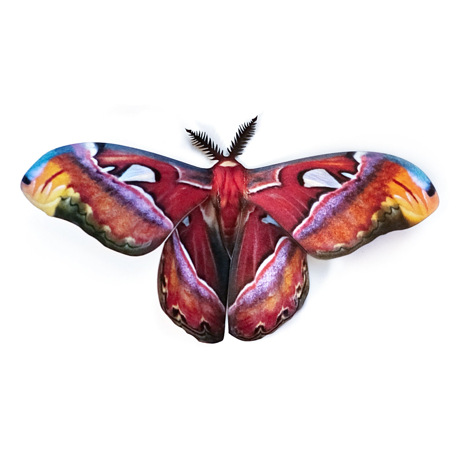 Paper Alt-Color Atlas Moth - Moth & Myth