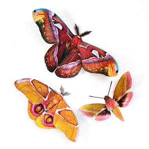 'Amber' Atlas Moth Set Reseller Wholesale